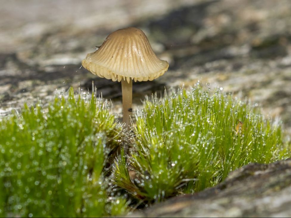 common bonnet fungi