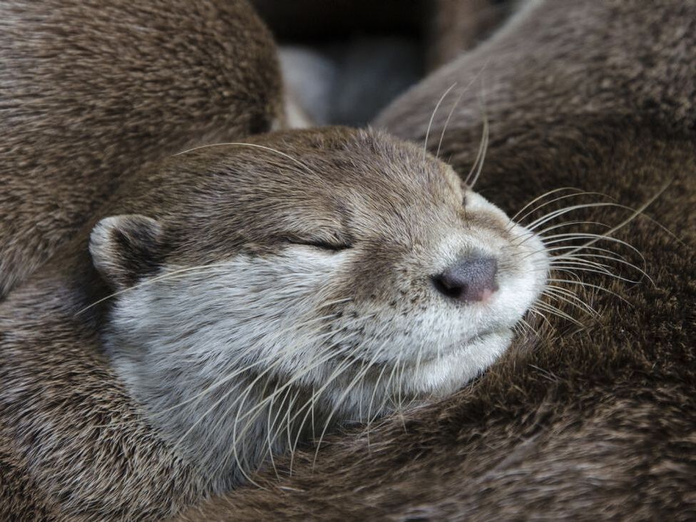 Asian short-clawed otter sleeping