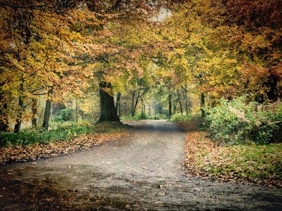 A road leading through autumn woodland