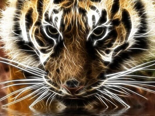 Tiger at water's edge, fractal filter