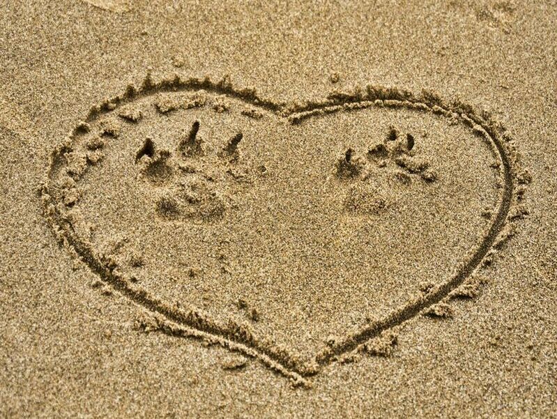 dog pawprints in heart on sand