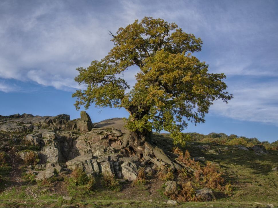 a mature oak tree, on rocky landscape