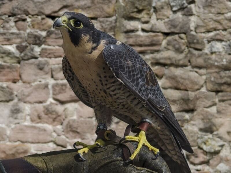 Peregrine falcon on glove