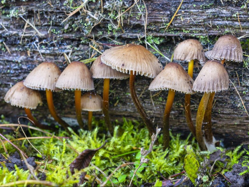 common bonnet fungi