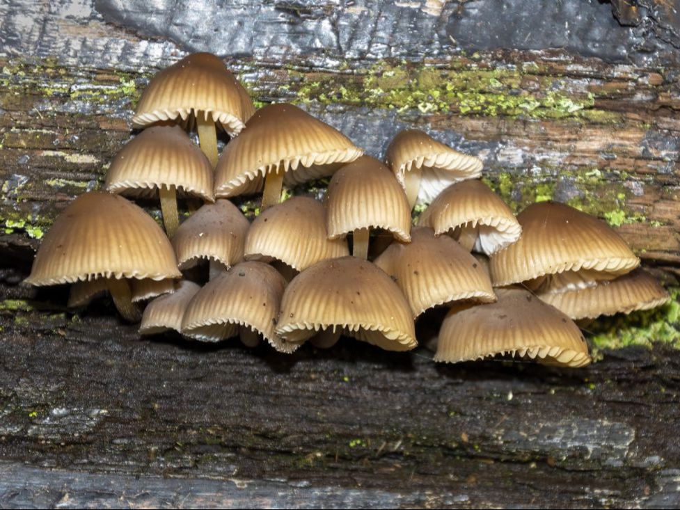Common Bonnet fungi