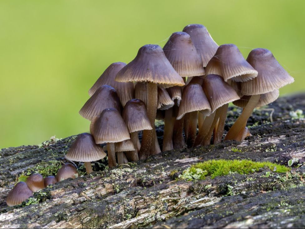 fungi cluster