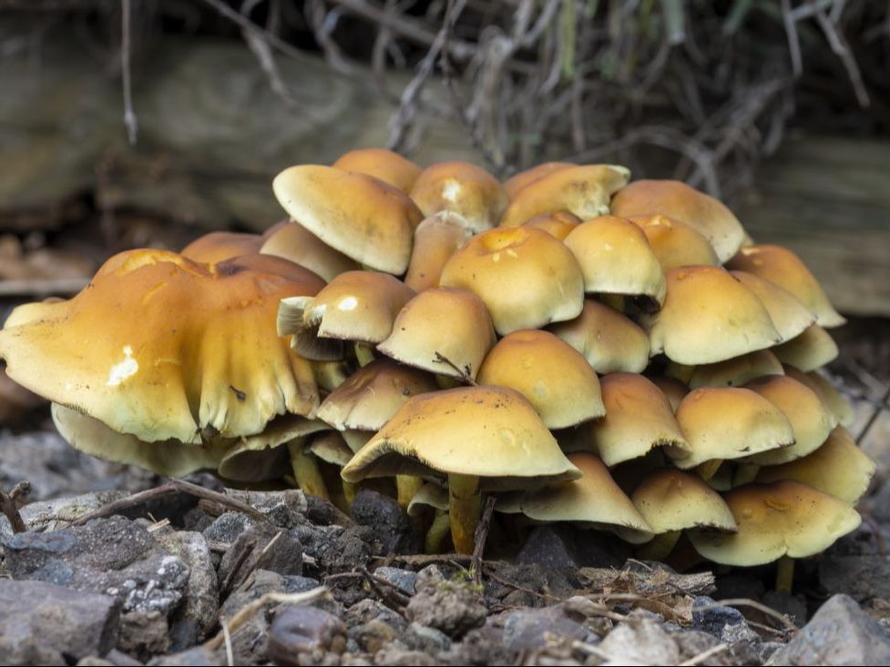 sulphur tuft fungi