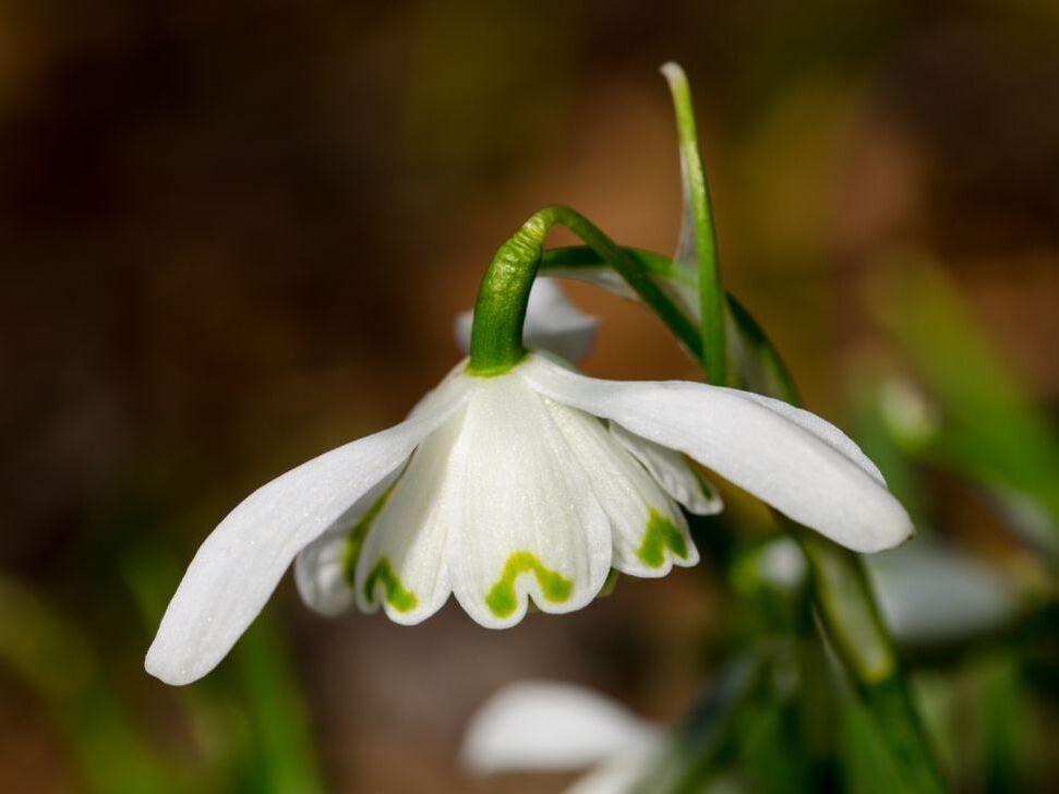 Snowdrop flower