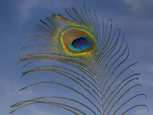 Single peacock feather against blue sky