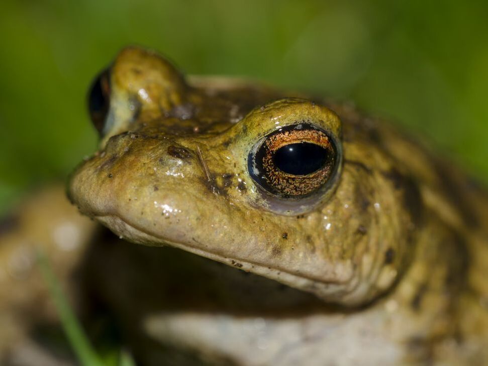Common frog close-up