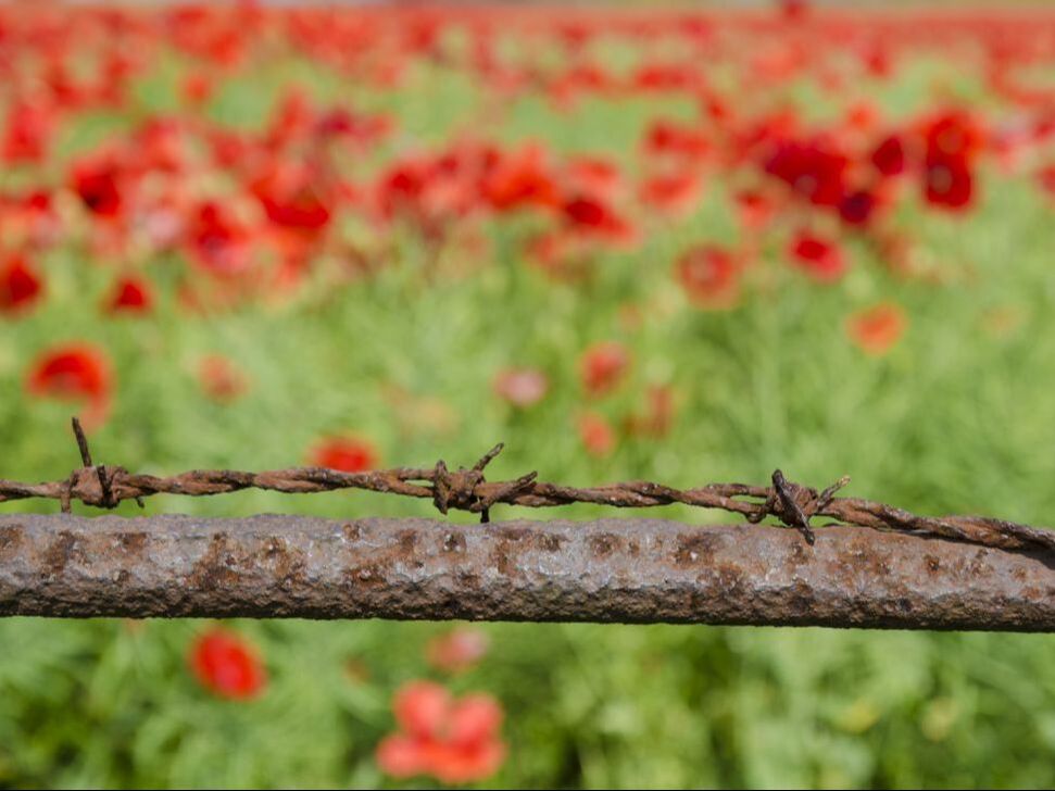 barbed wire & poppies, WW1, Remembrance