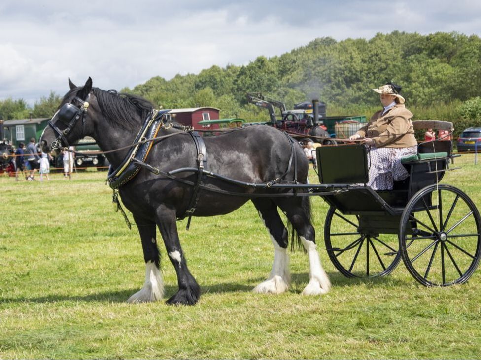Shire horse & vintage cart