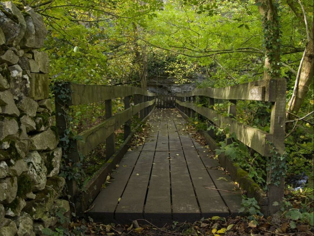 Wooden bridge among trees