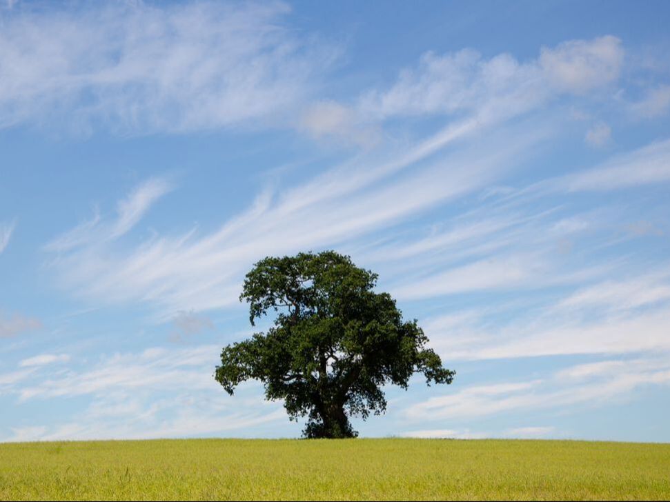 Single oak tree in field with blue sky