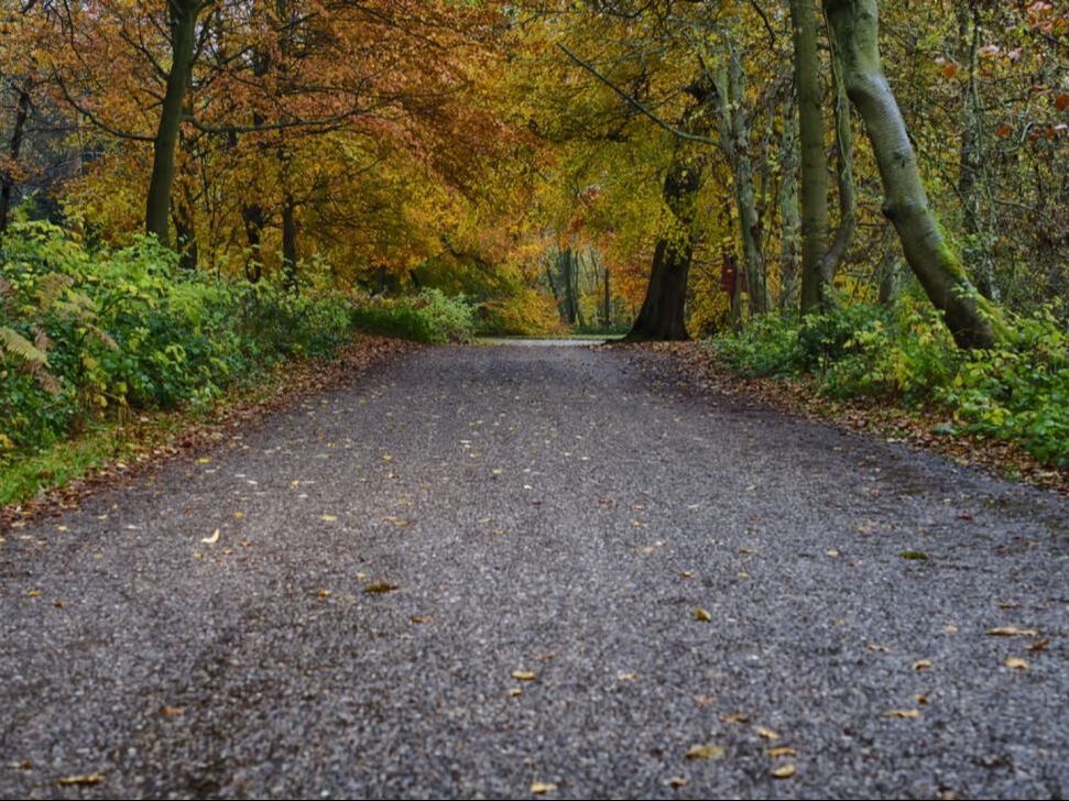 road through autumn woodland