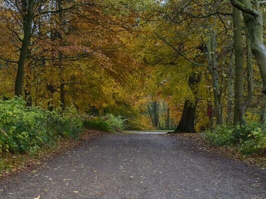 Road through autumn woodland