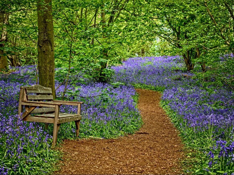 bluebell woods in spring