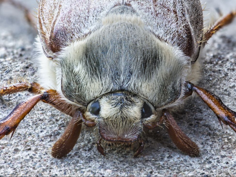 cockchafer, may bug, insect, scarab, uk, close up, macro