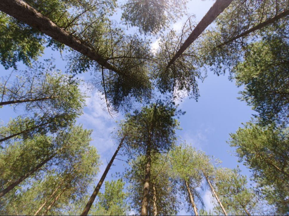 Pine tree canopy against sky