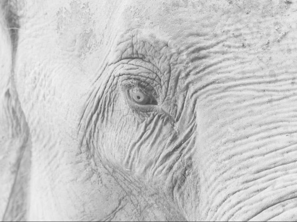 Elephant's Eye