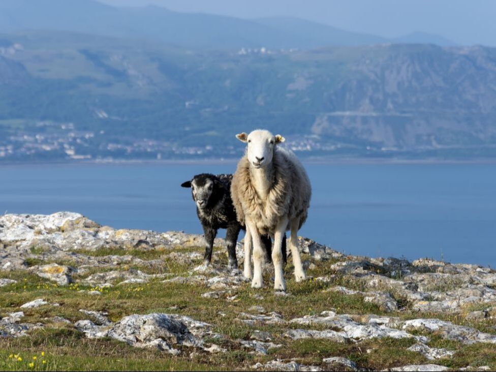 great orme sheep