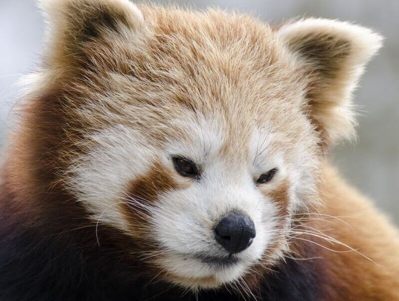 Asian Red Panda