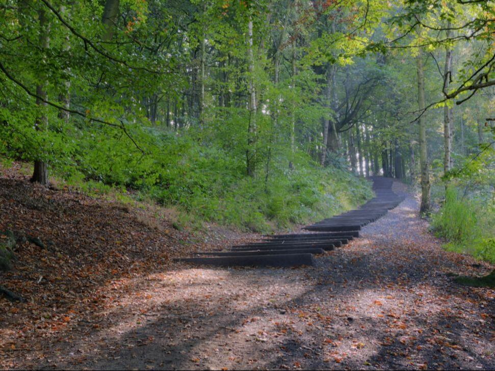 steps in path through spring woodland