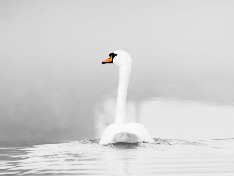 swan in mist