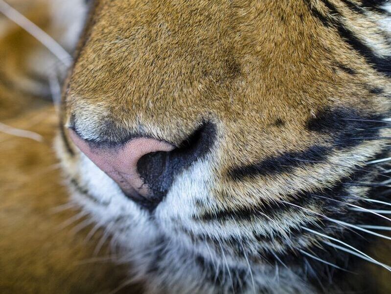 Tiger's nose