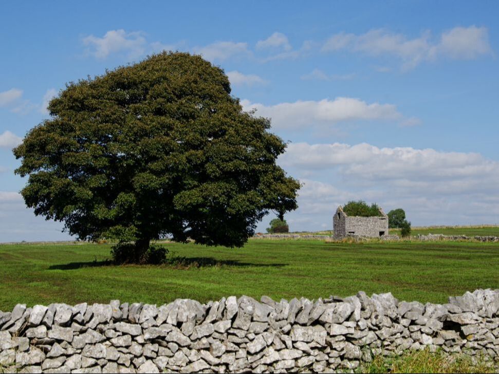 Derbyshire barn & tree