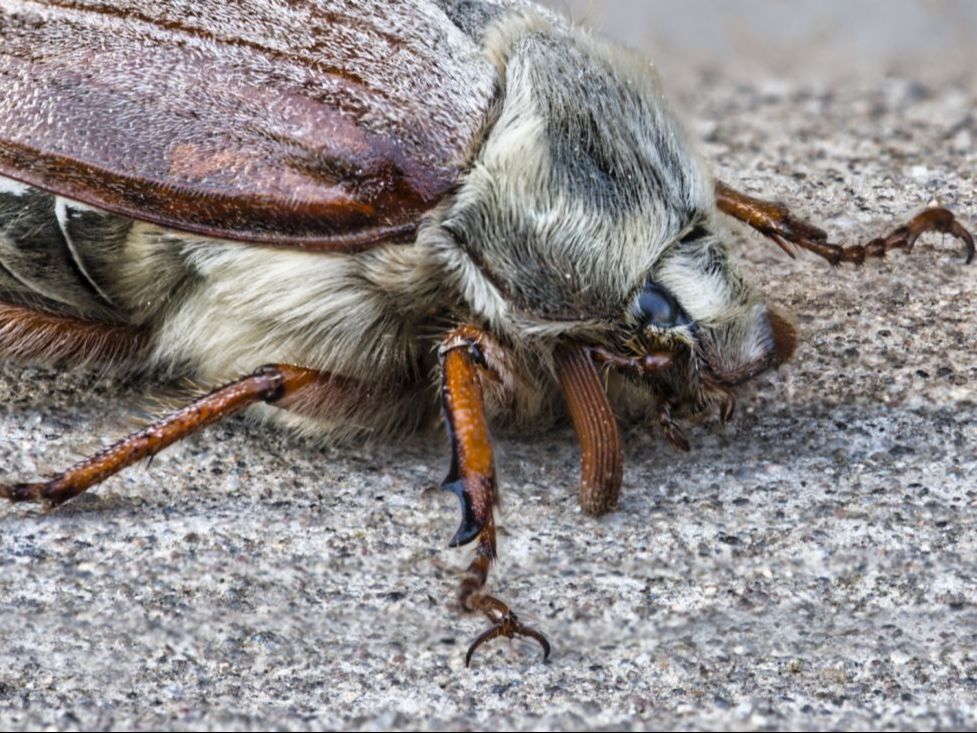 cockchafer, may bug, insect, scarab, uk, close up, macro