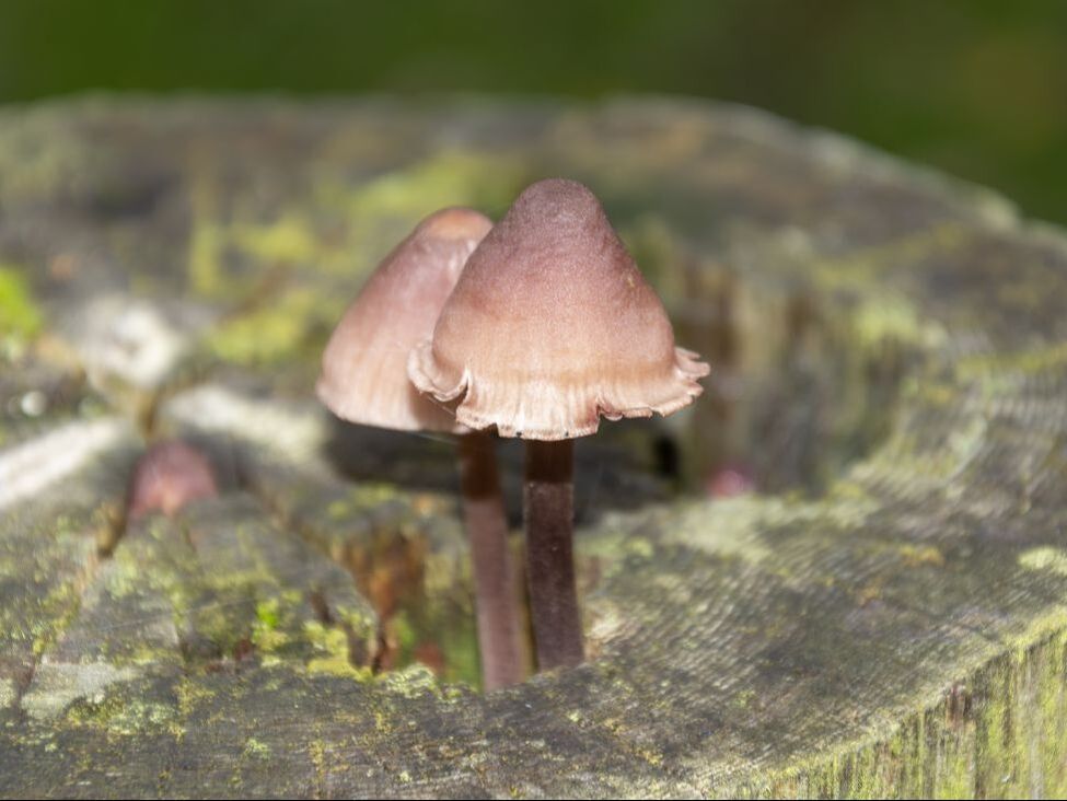 fungi on stump